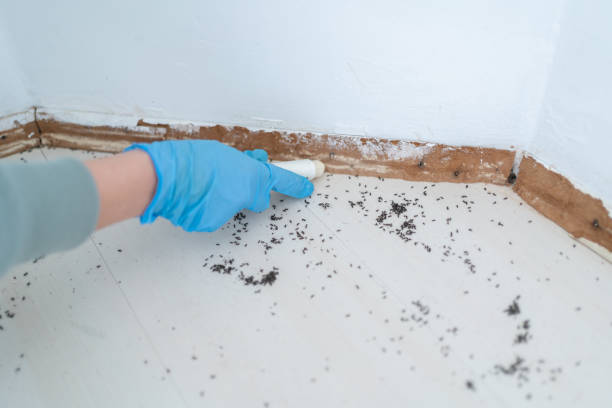 Best Wasp Removal Services  in Lookout Mountain, AL